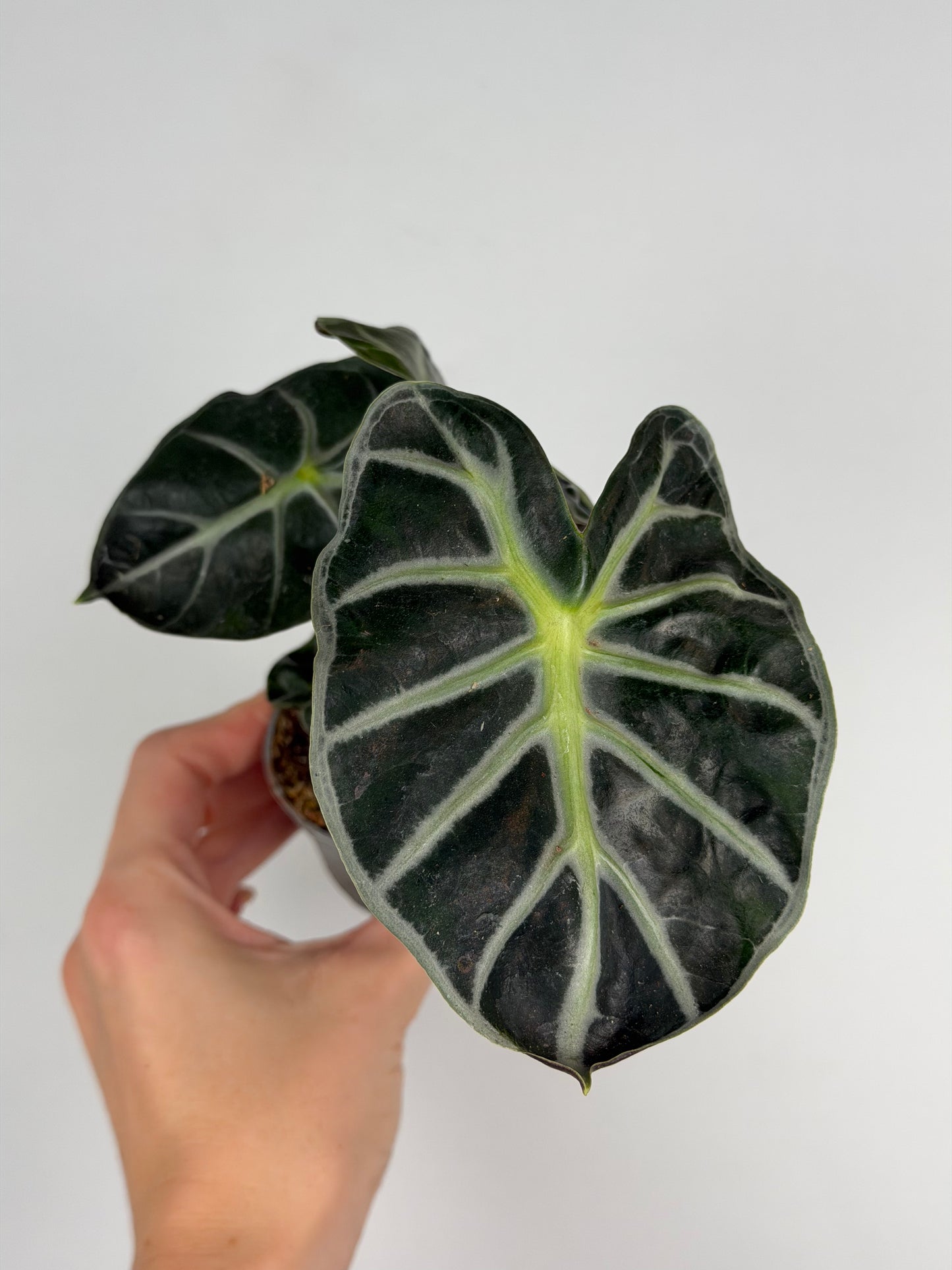 Alocasia 'Baloon Heart'