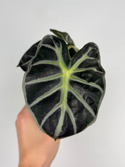 Alocasia 'Baloon Heart'
