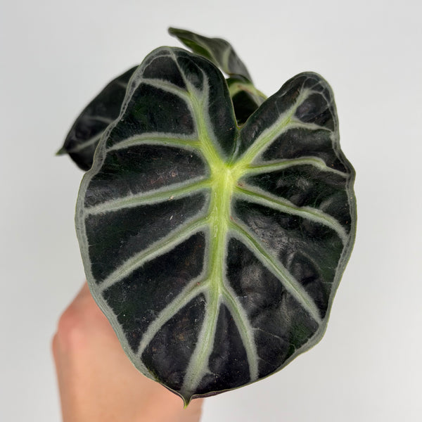 Alocasia 'Baloon Heart'
