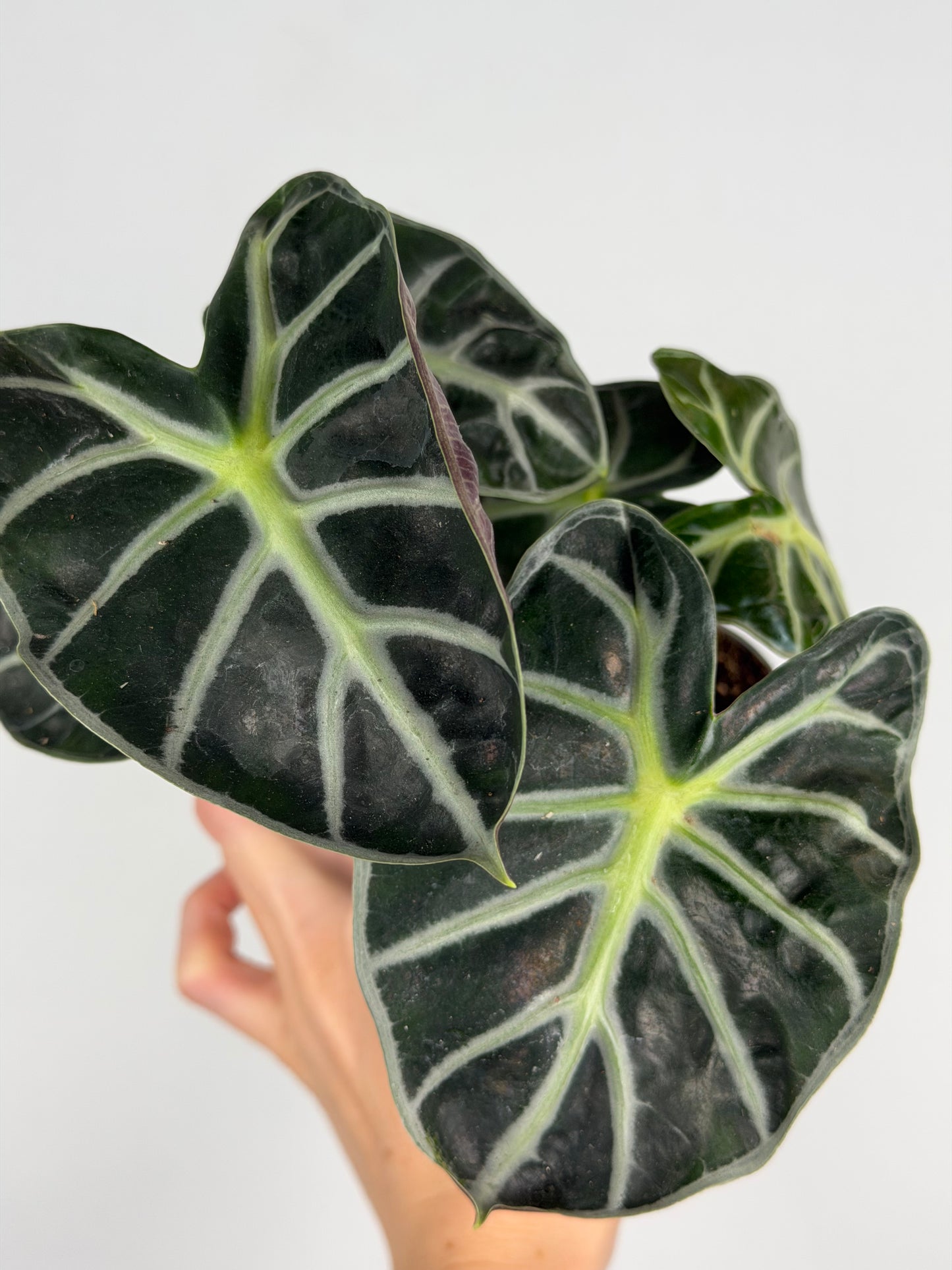 Alocasia 'Baloon Heart'