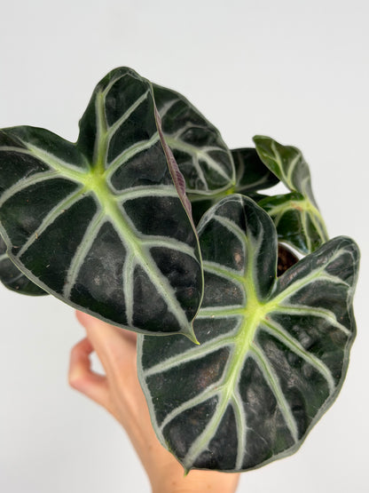 Alocasia 'Baloon Heart'