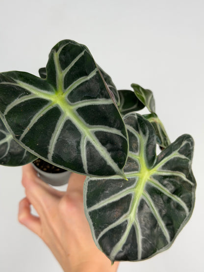 Alocasia 'Baloon Heart'