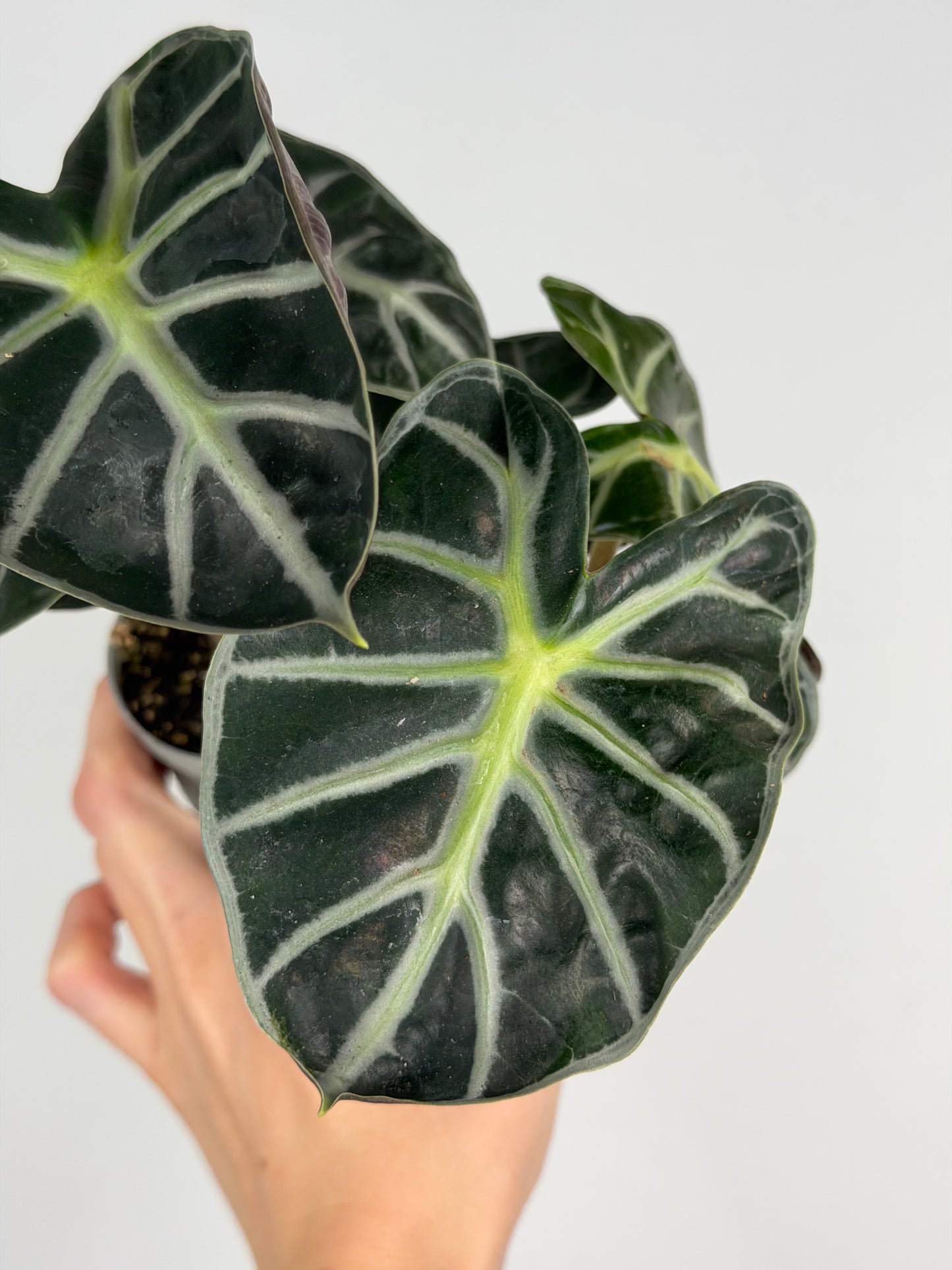 Alocasia 'Baloon Heart'