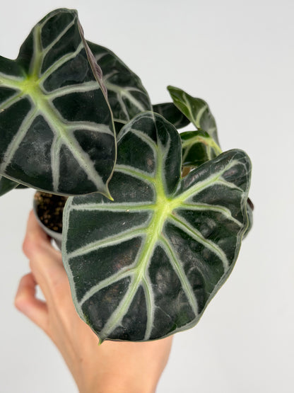 Alocasia 'Baloon Heart'