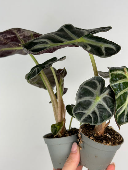 Alocasia 'Baloon Heart'