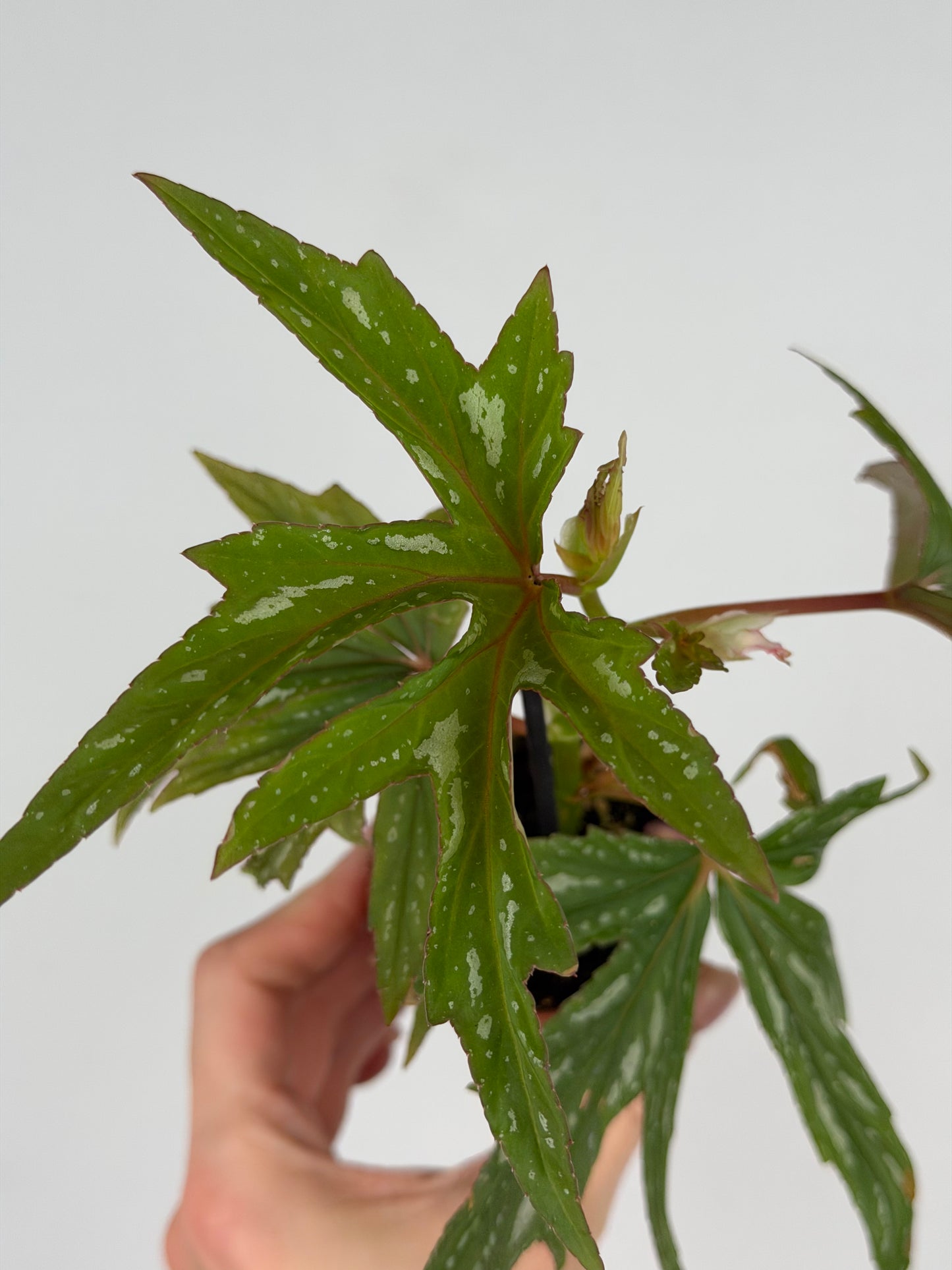 Begonia 'Kimby'
