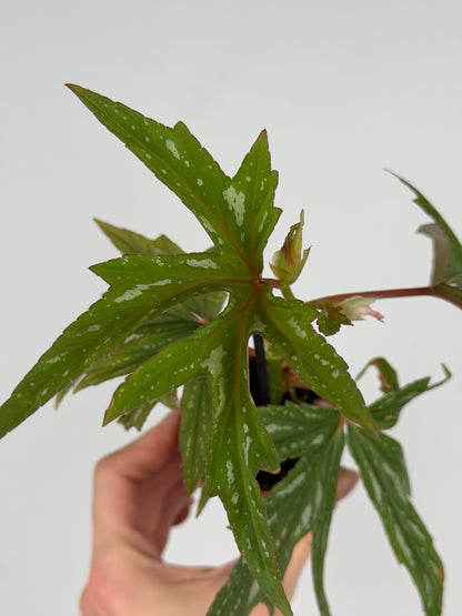 Begonia 'Kimby'