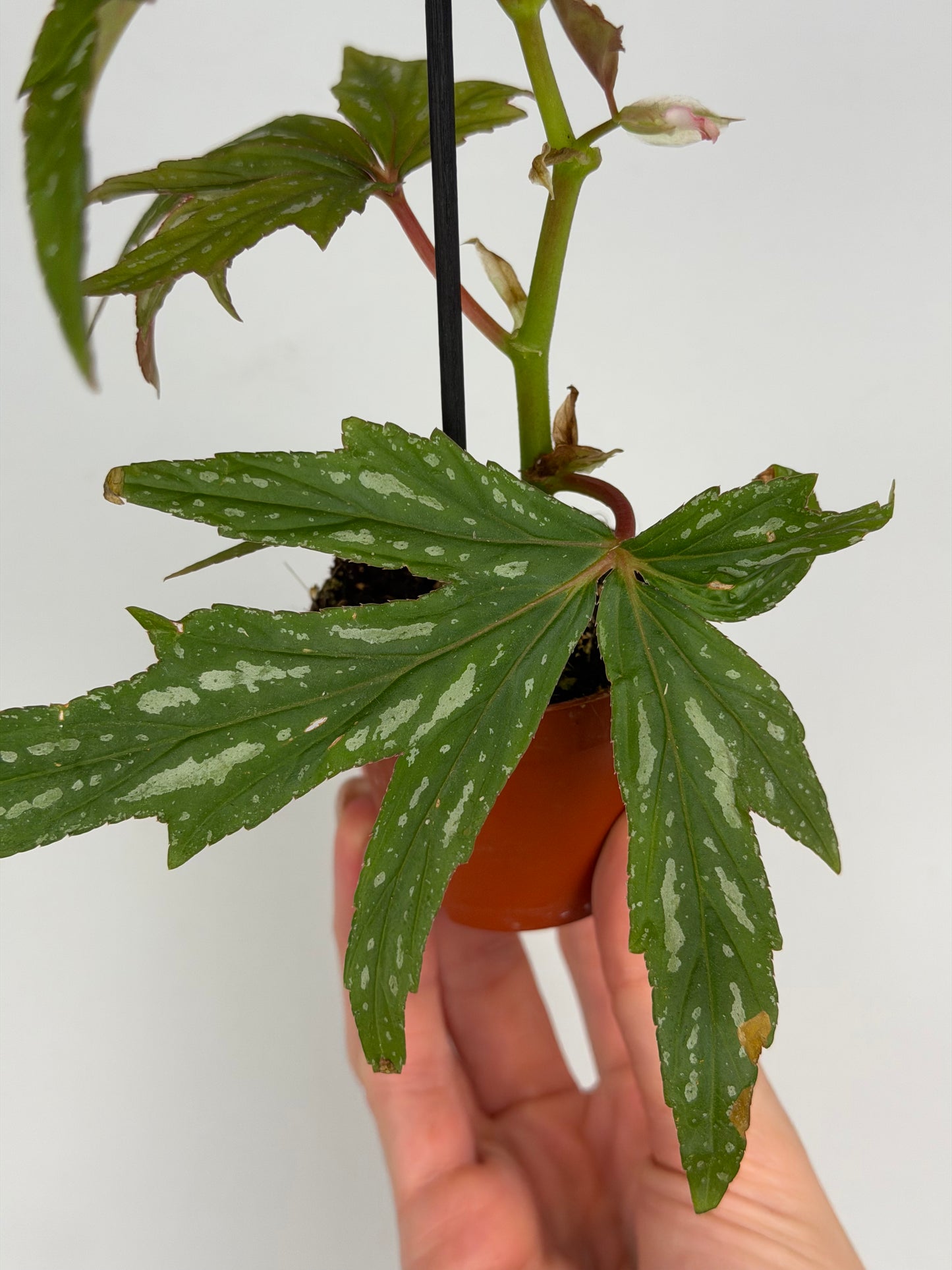 Begonia 'Kimby'