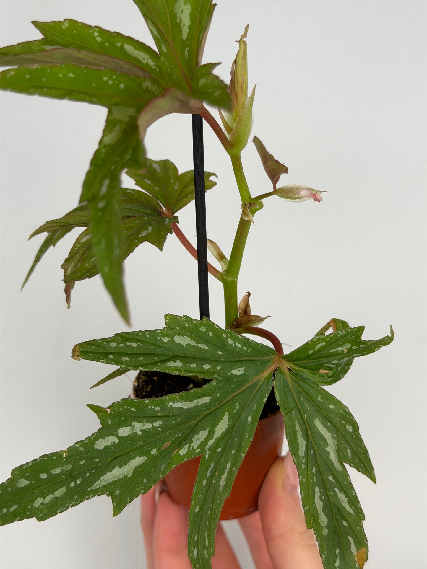 Begonia 'Kimby'