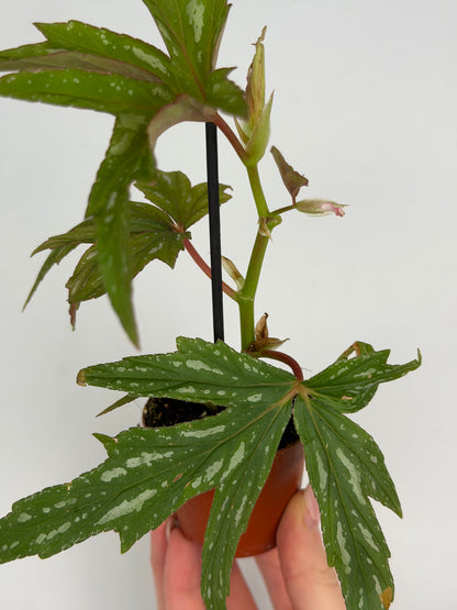 Begonia 'Kimby'