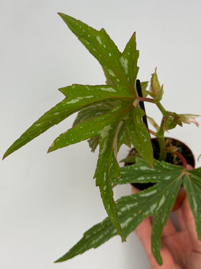 Begonia 'Kimby'