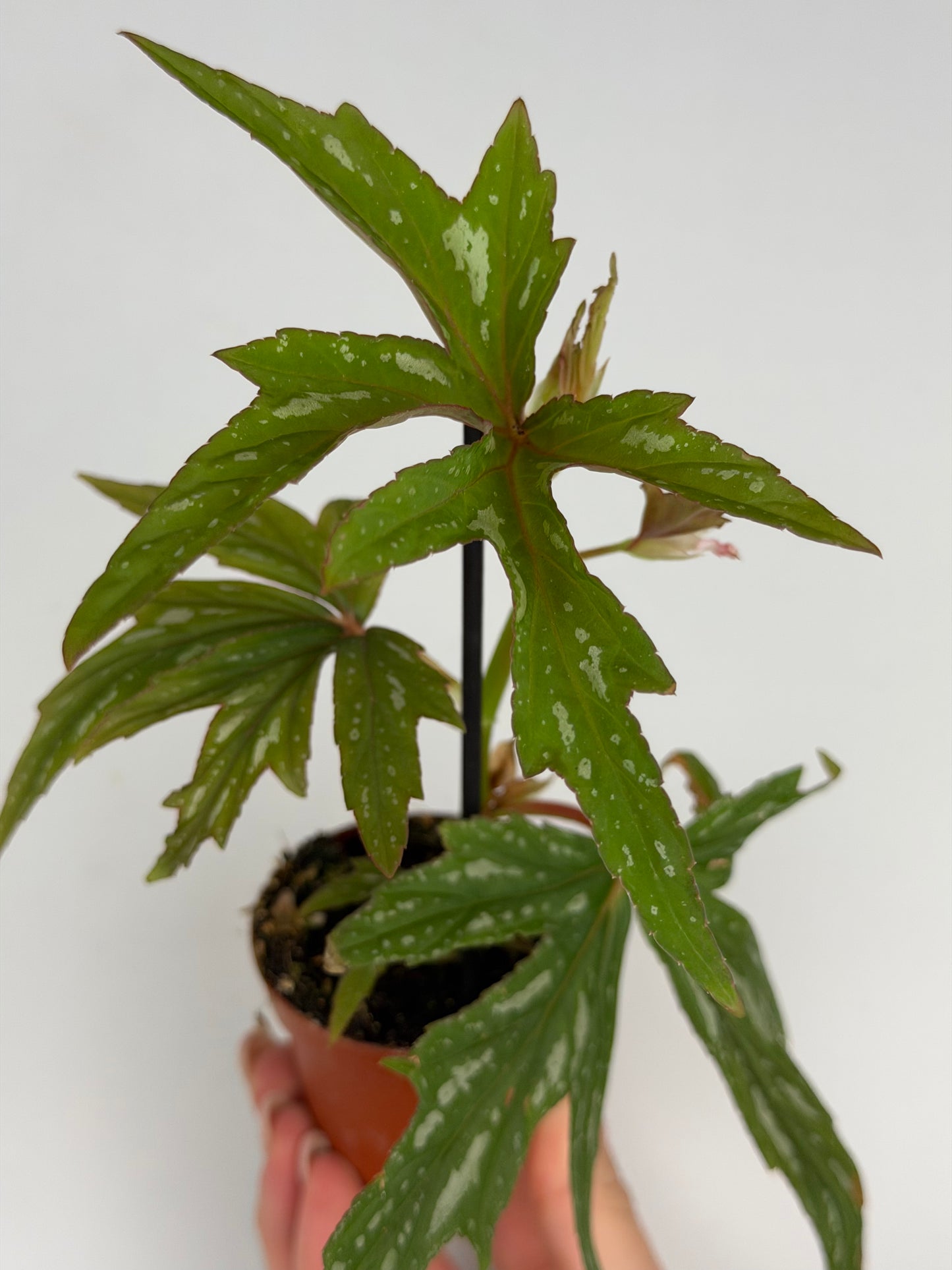 Begonia 'Kimby'