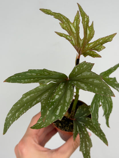 Begonia 'Kimby'