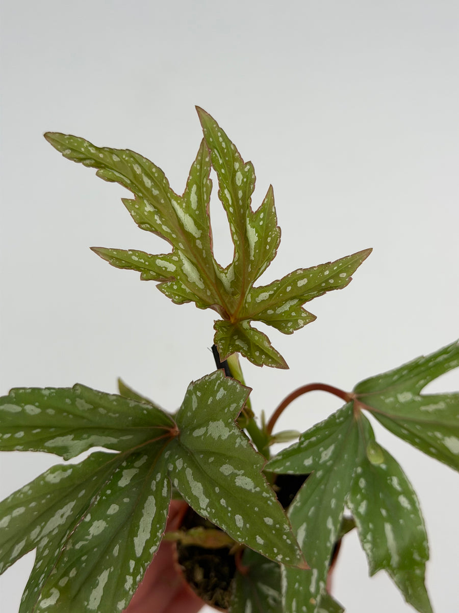 Begonia 'Kimby'