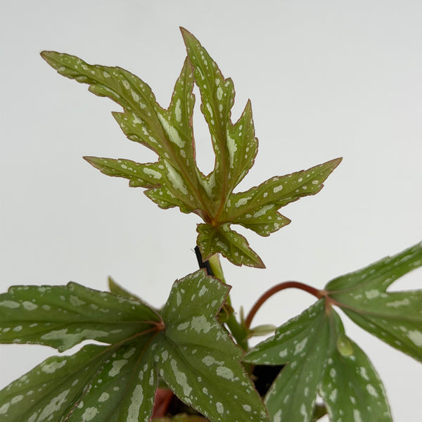 Begonia 'Kimby'
