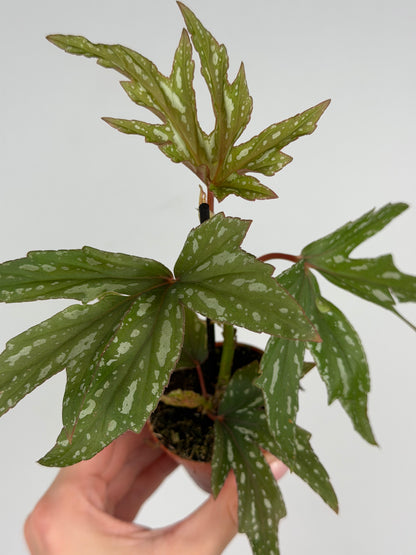 Begonia 'Kimby'