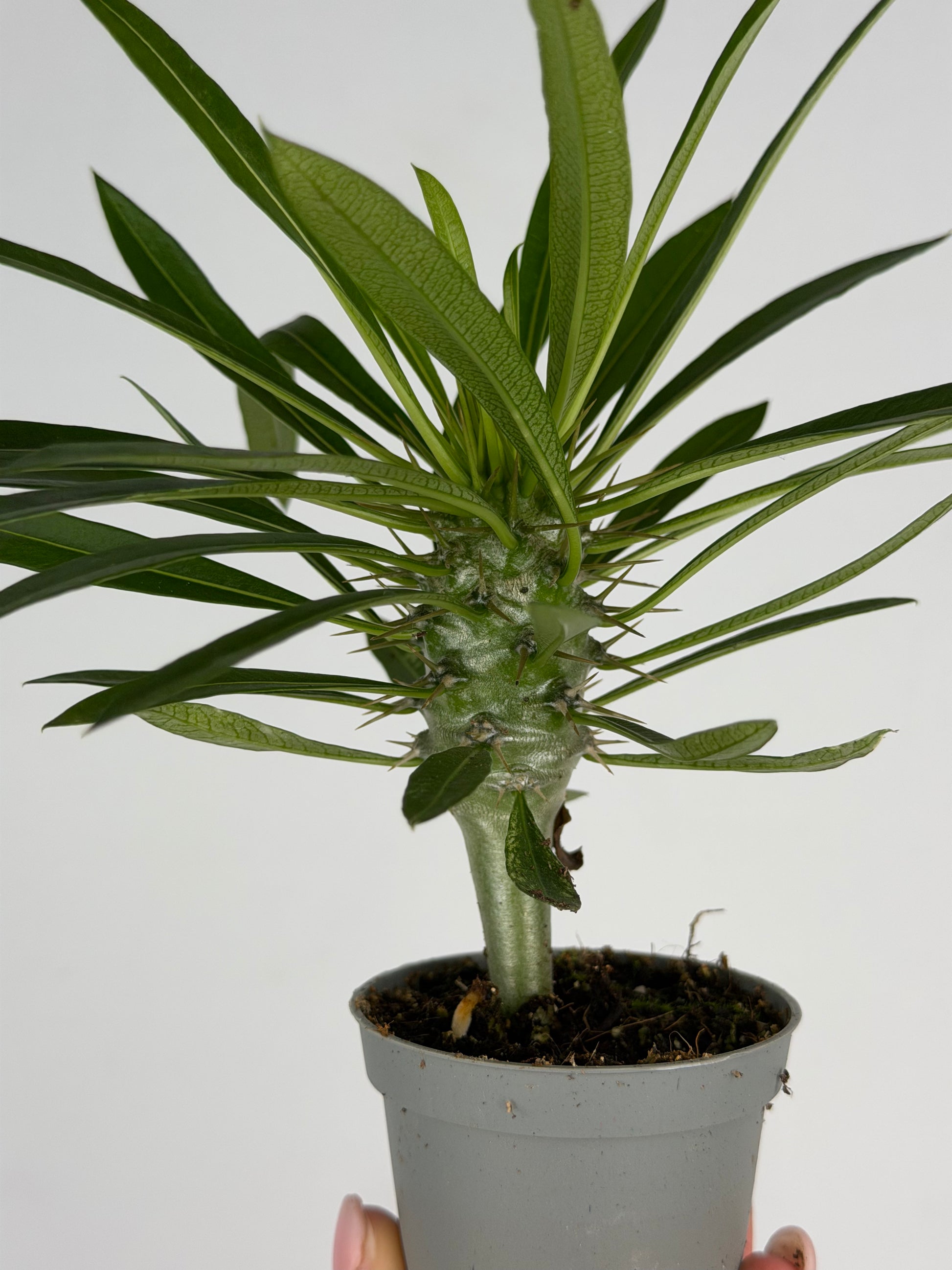 Pachypodium lamerei Tropical Corner