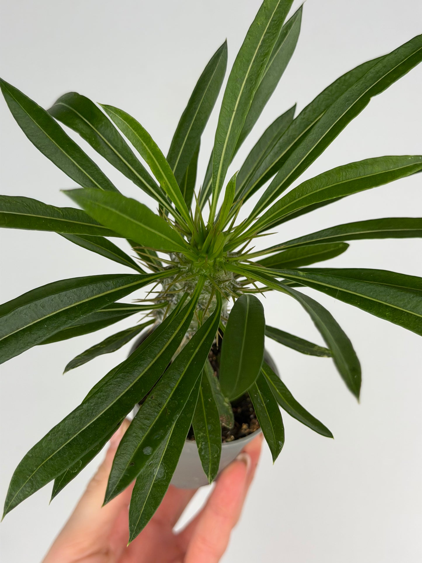 Pachypodium lamerei Tropical Corner