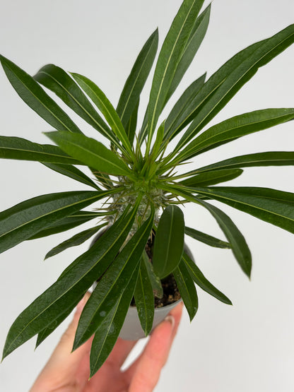 Pachypodium lamerei Tropical Corner