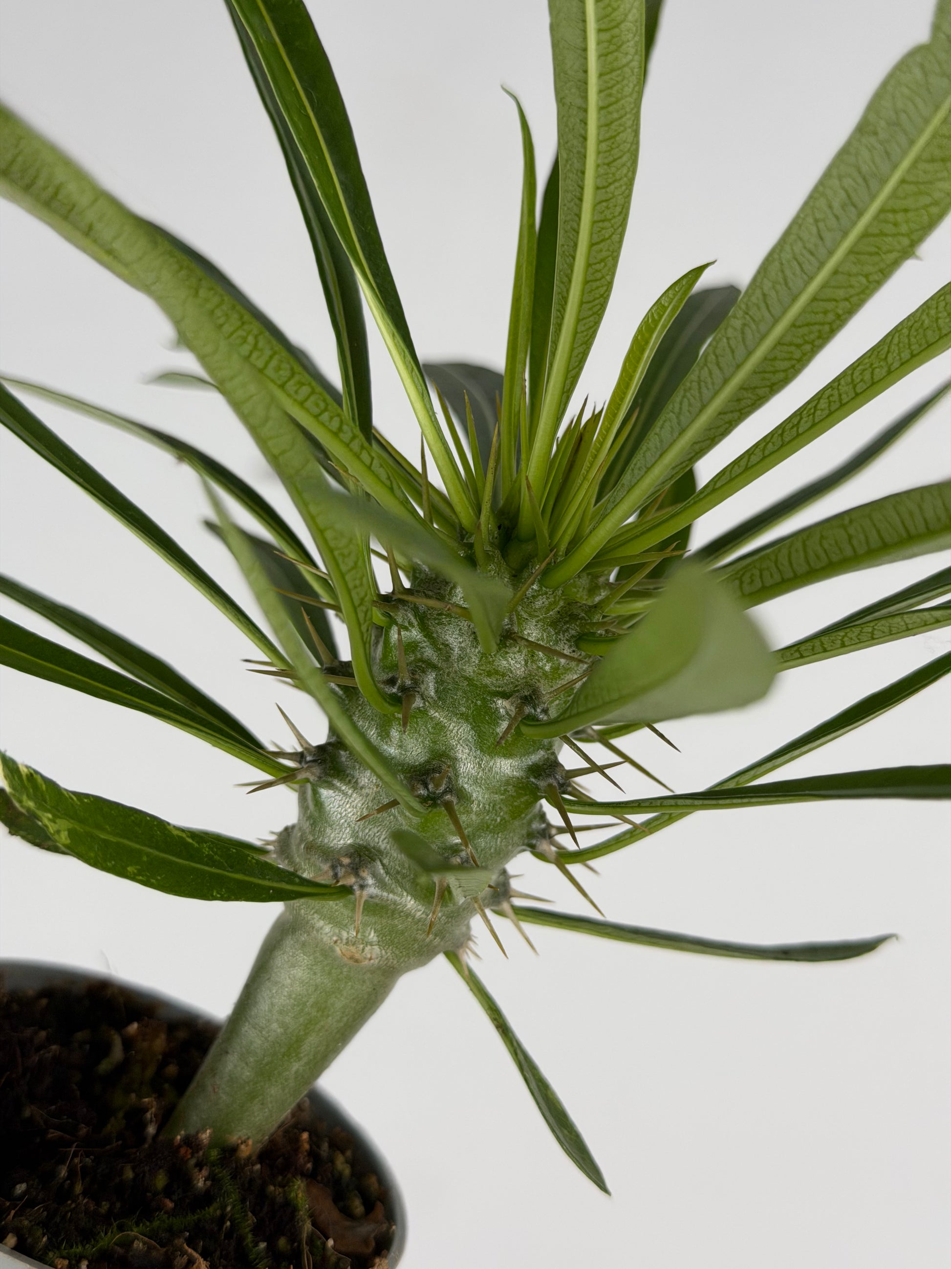 Pachypodium lamerei Tropical Corner