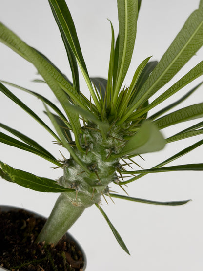 Pachypodium lamerei Tropical Corner