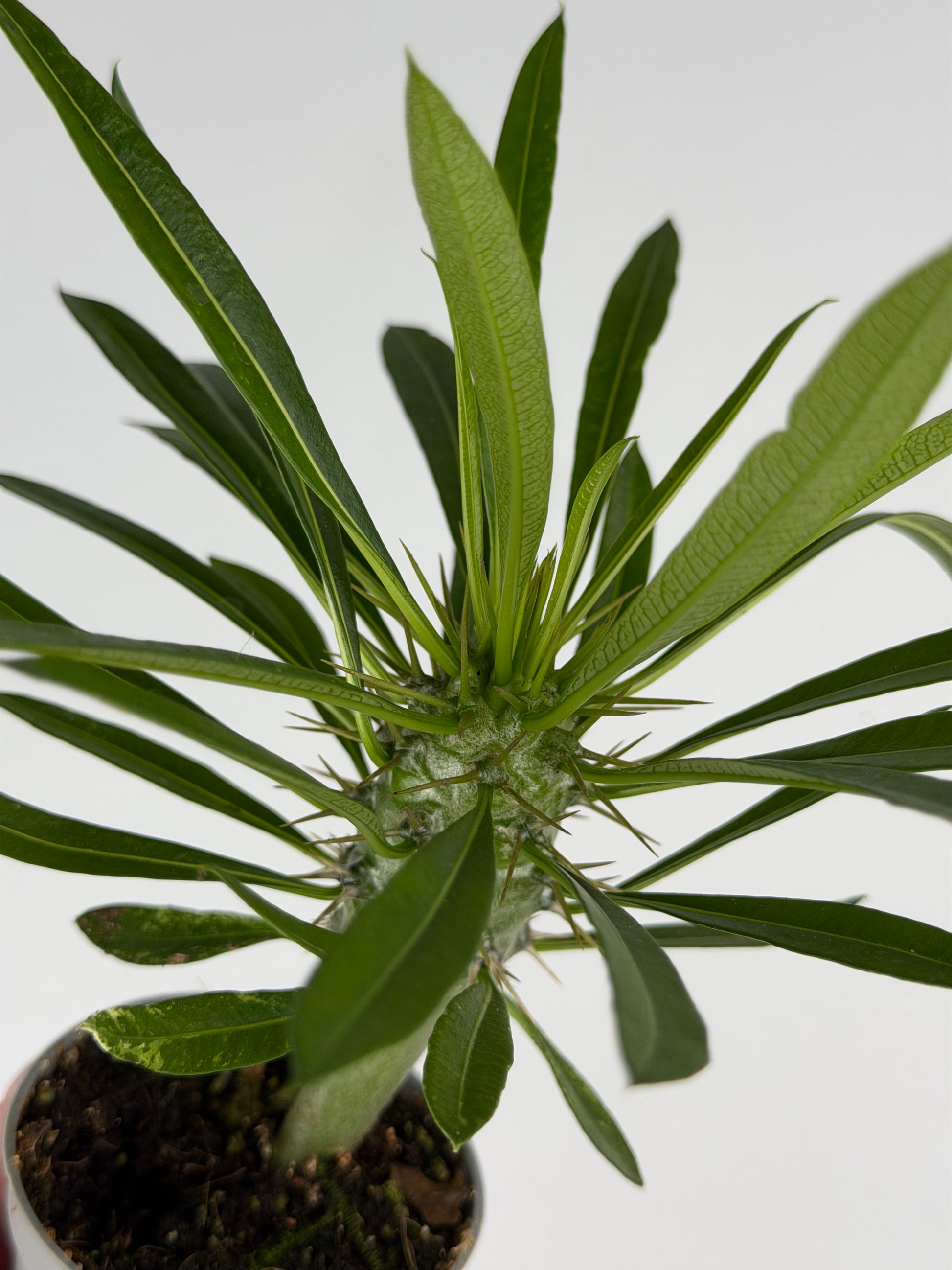 Pachypodium lamerei Tropical Corner