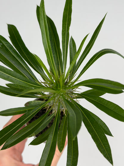 Pachypodium lamerei Tropical Corner