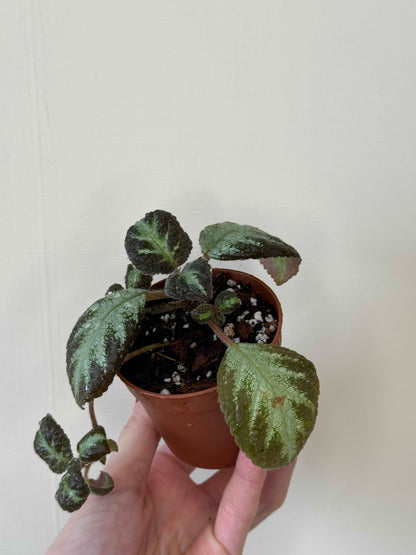 Episcia “Silver shield” | Gloria