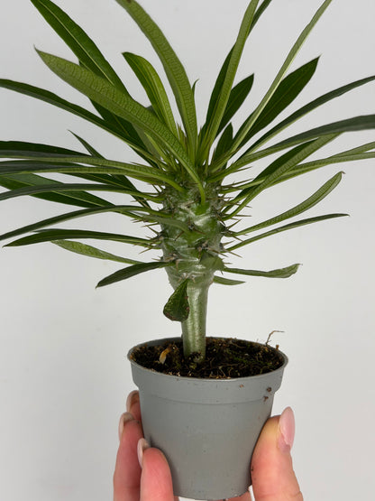 Pachypodium lamerei Tropical Corner