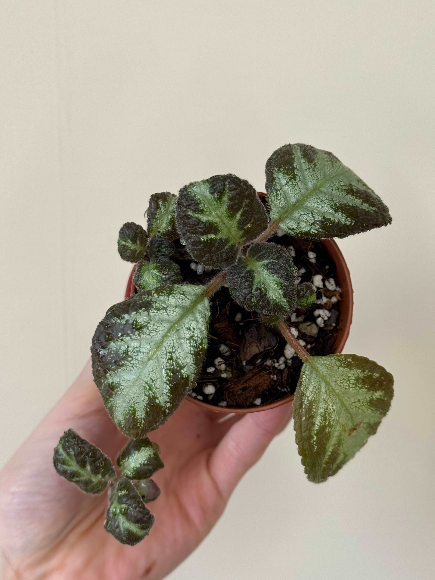 Episcia “Silver shield” | Gloria