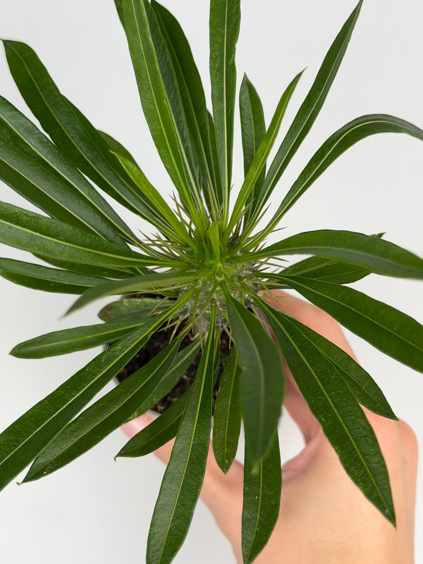 Pachypodium lamerei Tropical Corner