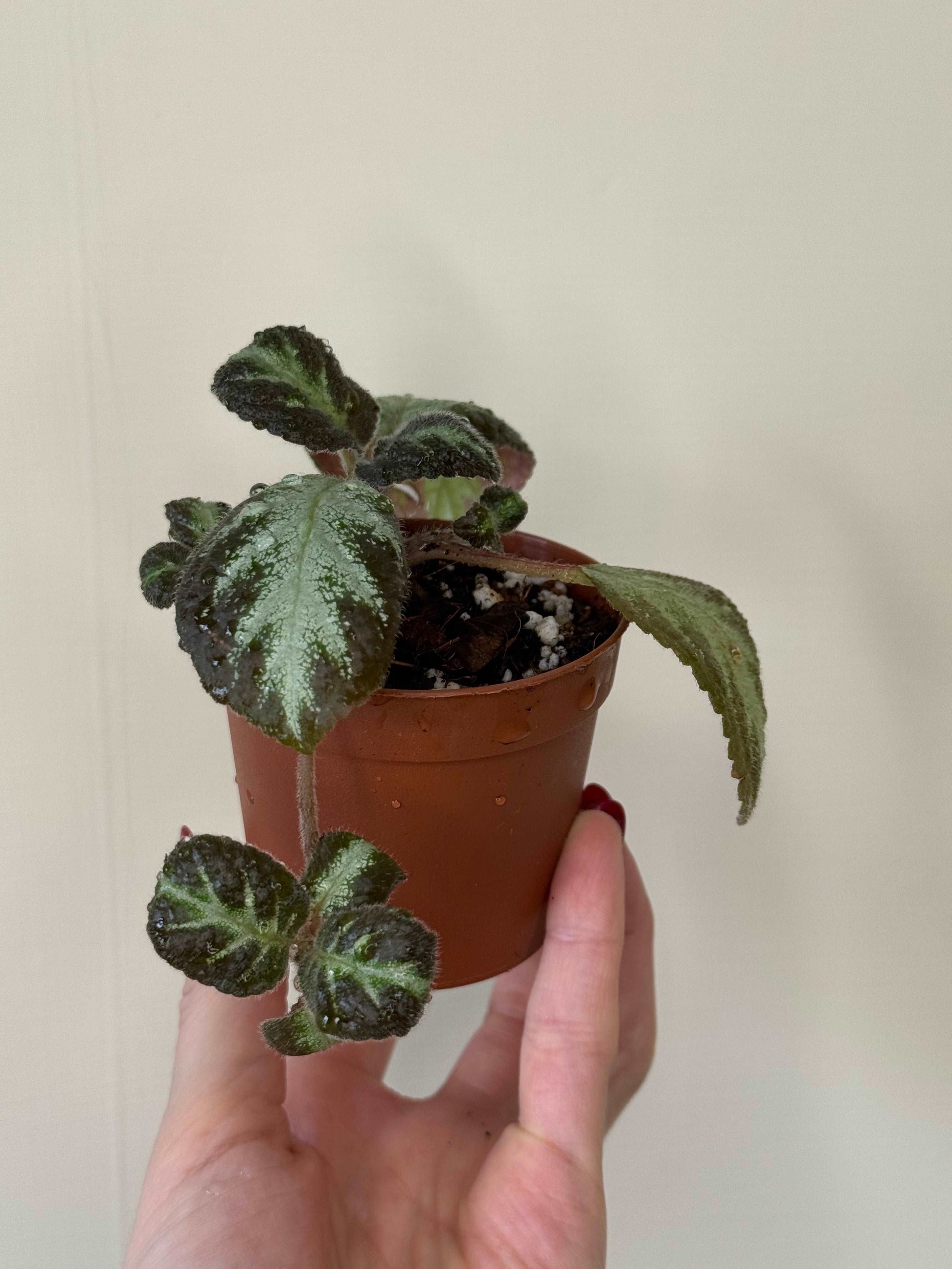 Episcia “Silver shield” | Gloria