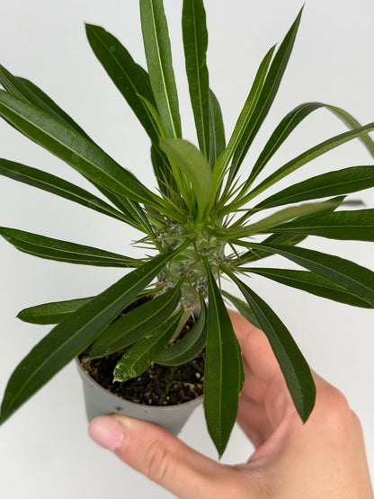 Pachypodium lamerei Tropical Corner