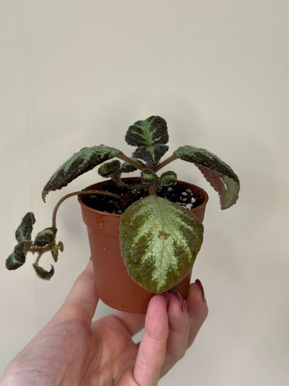 Episcia “Silver shield” | Gloria