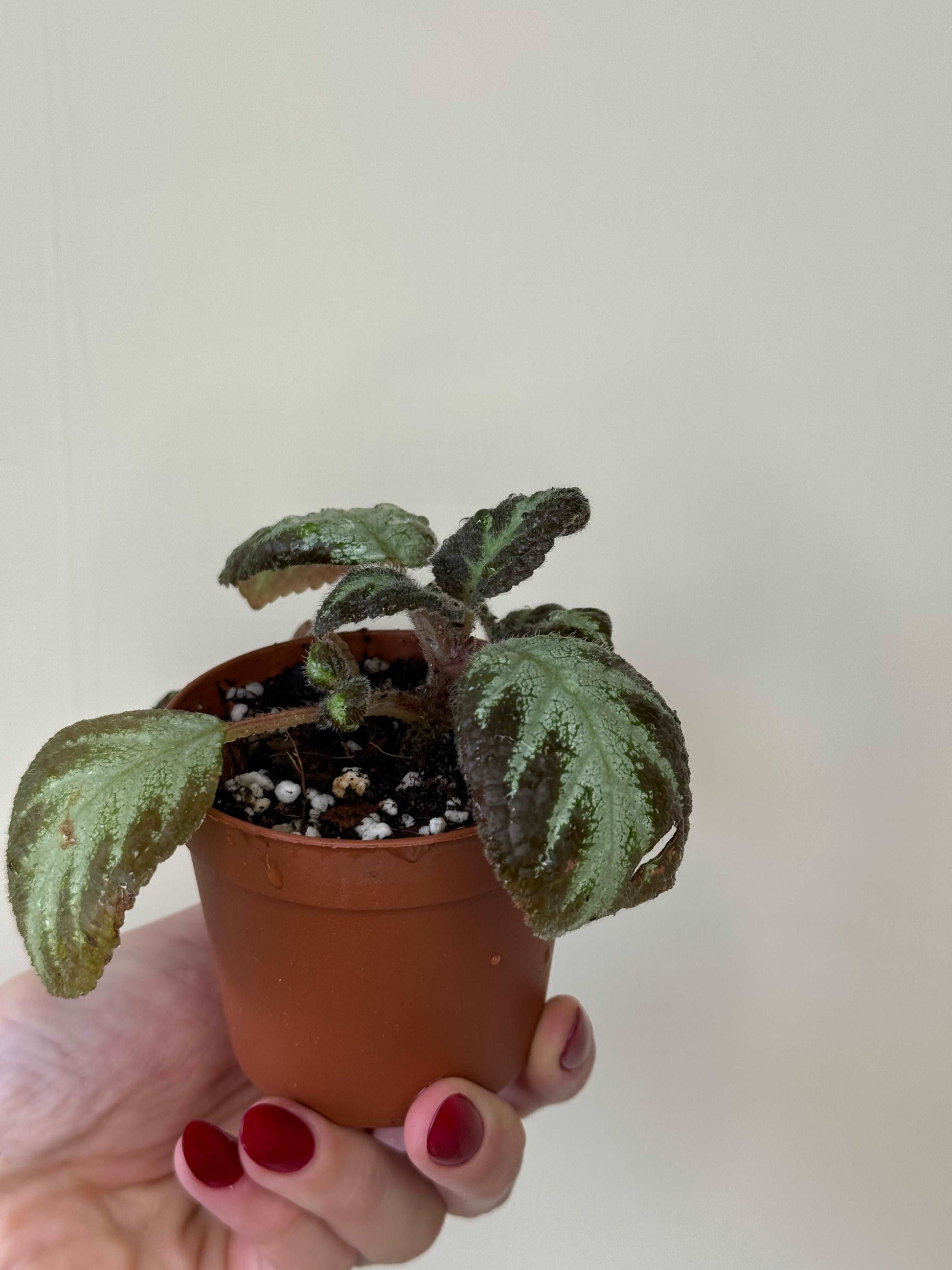 Episcia “Silver shield” | Gloria