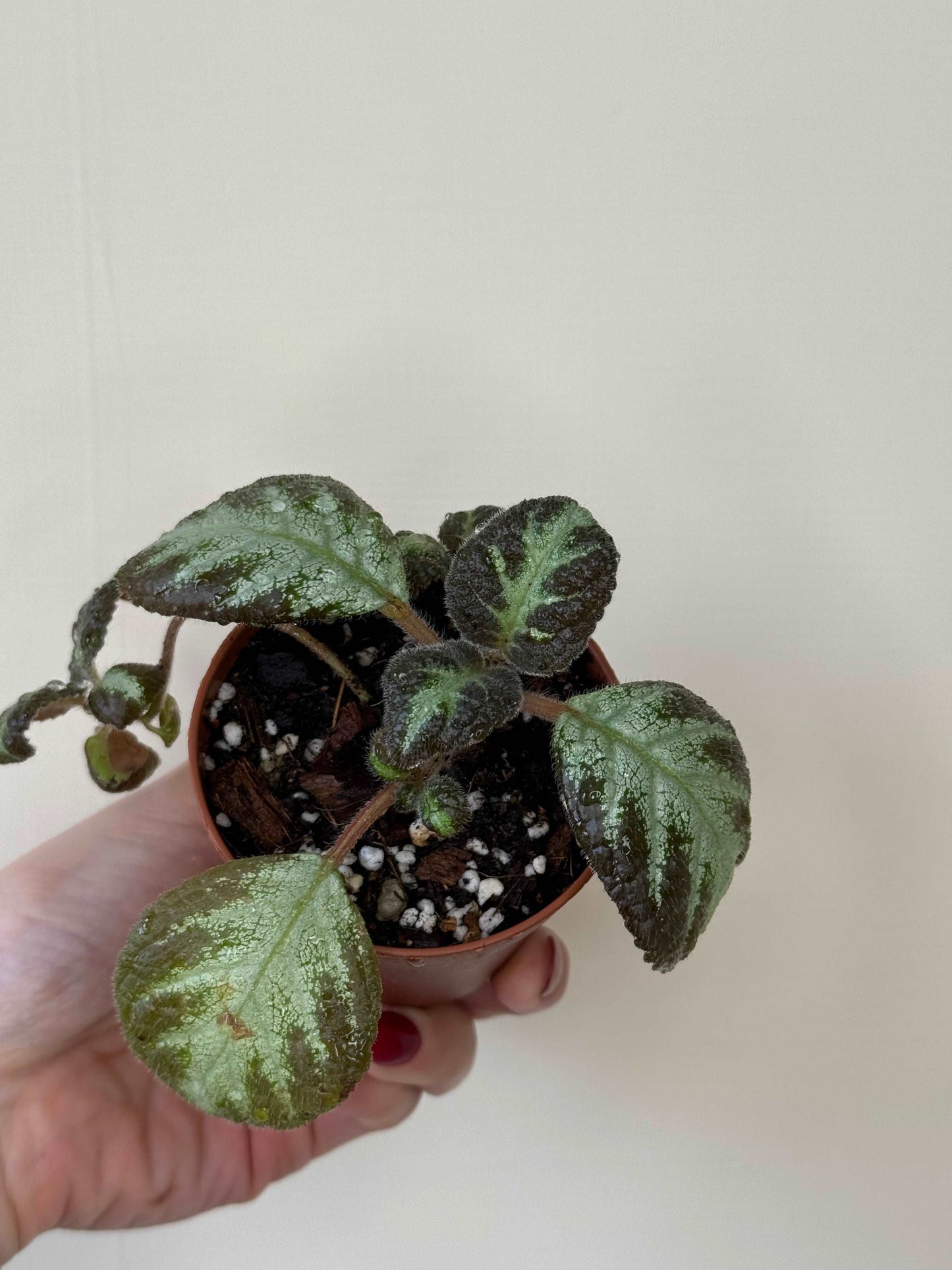 Episcia “Silver shield” | Gloria