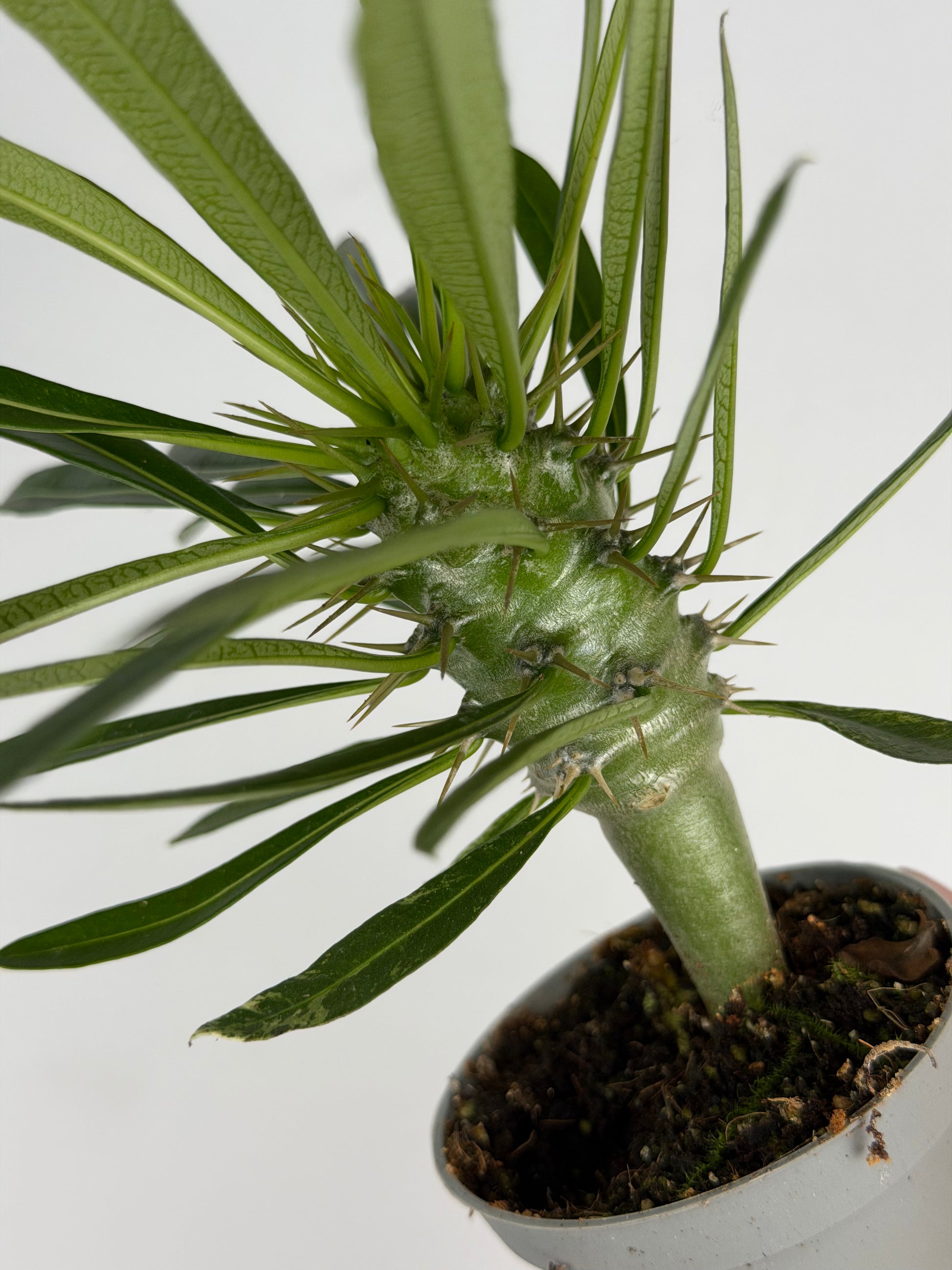 Pachypodium lamerei Tropical Corner