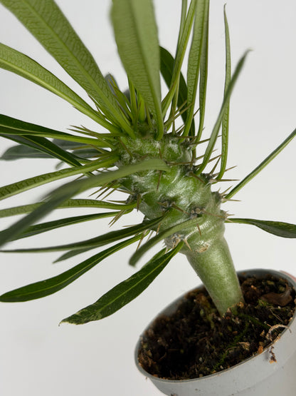 Pachypodium lamerei Tropical Corner