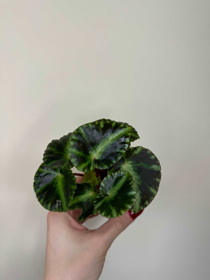 Begonia Gironellae