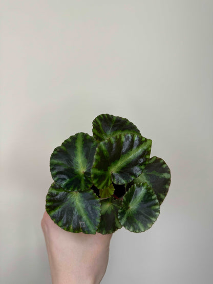 Begonia Gironellae