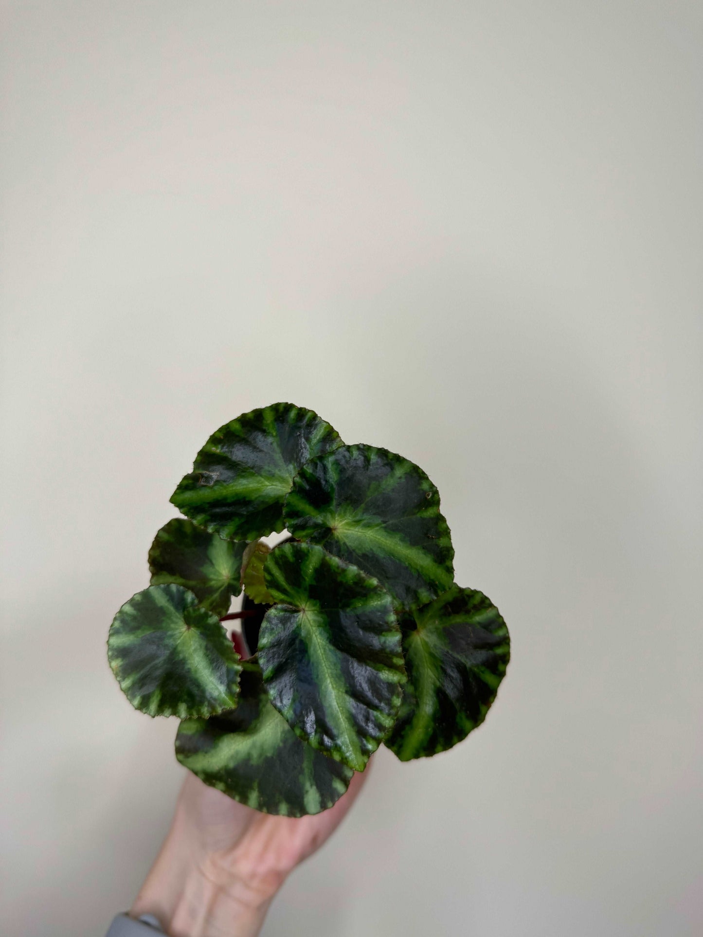 Begonia Gironellae