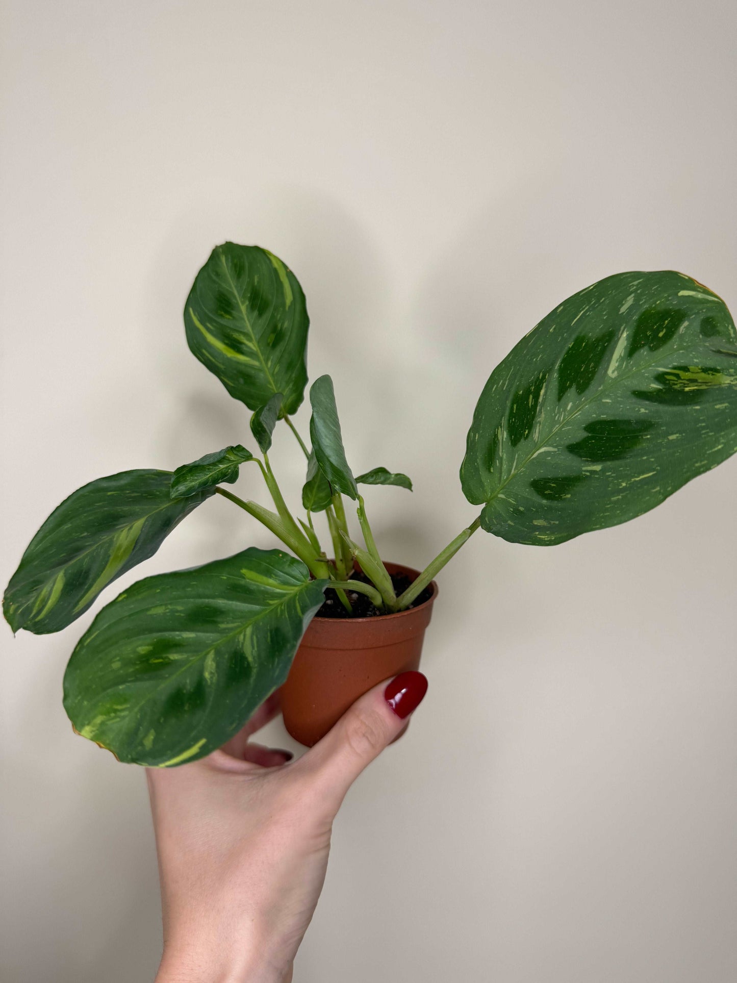 Maranta Leuconeura “Kerchoveana” variegata