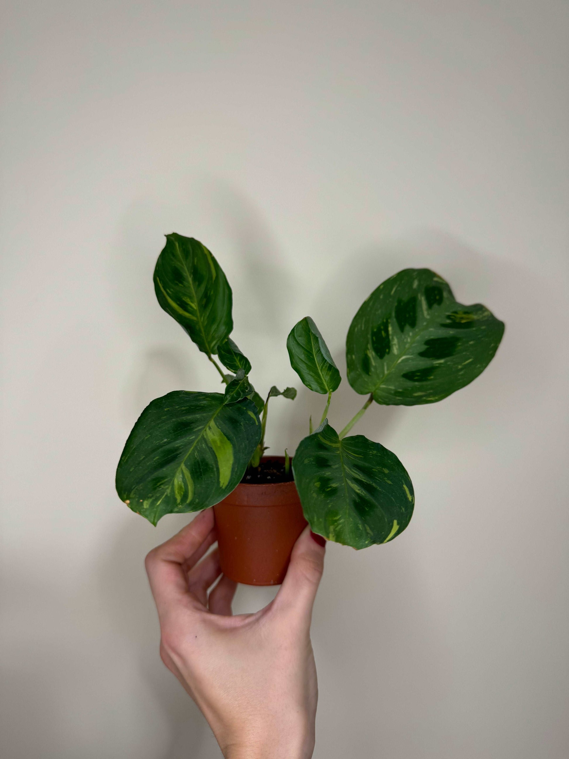 Maranta Leuconeura “Kerchoveana” variegata