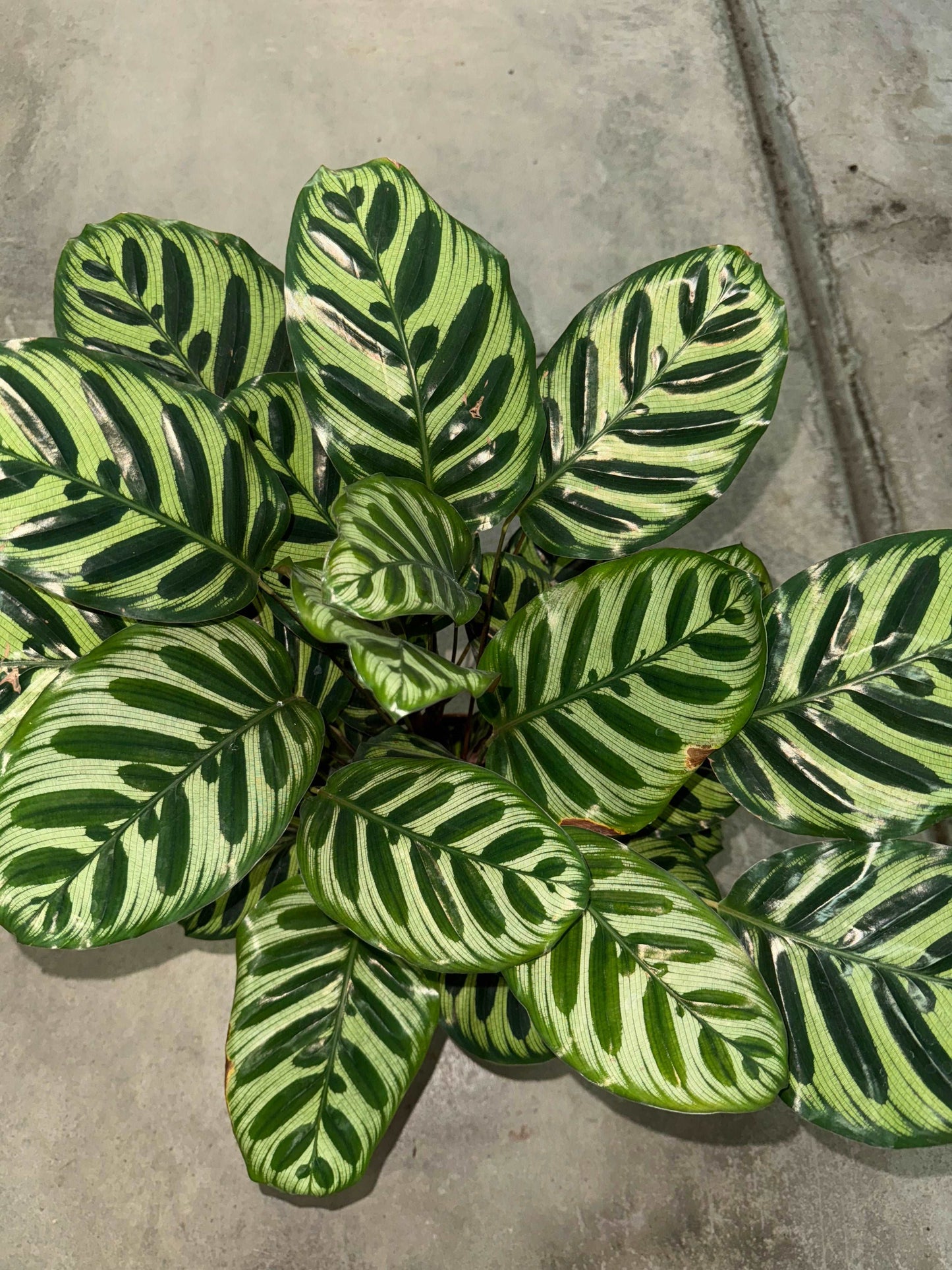 Calathea Makoyana