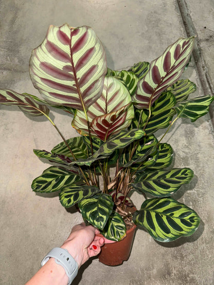 Calathea Makoyana