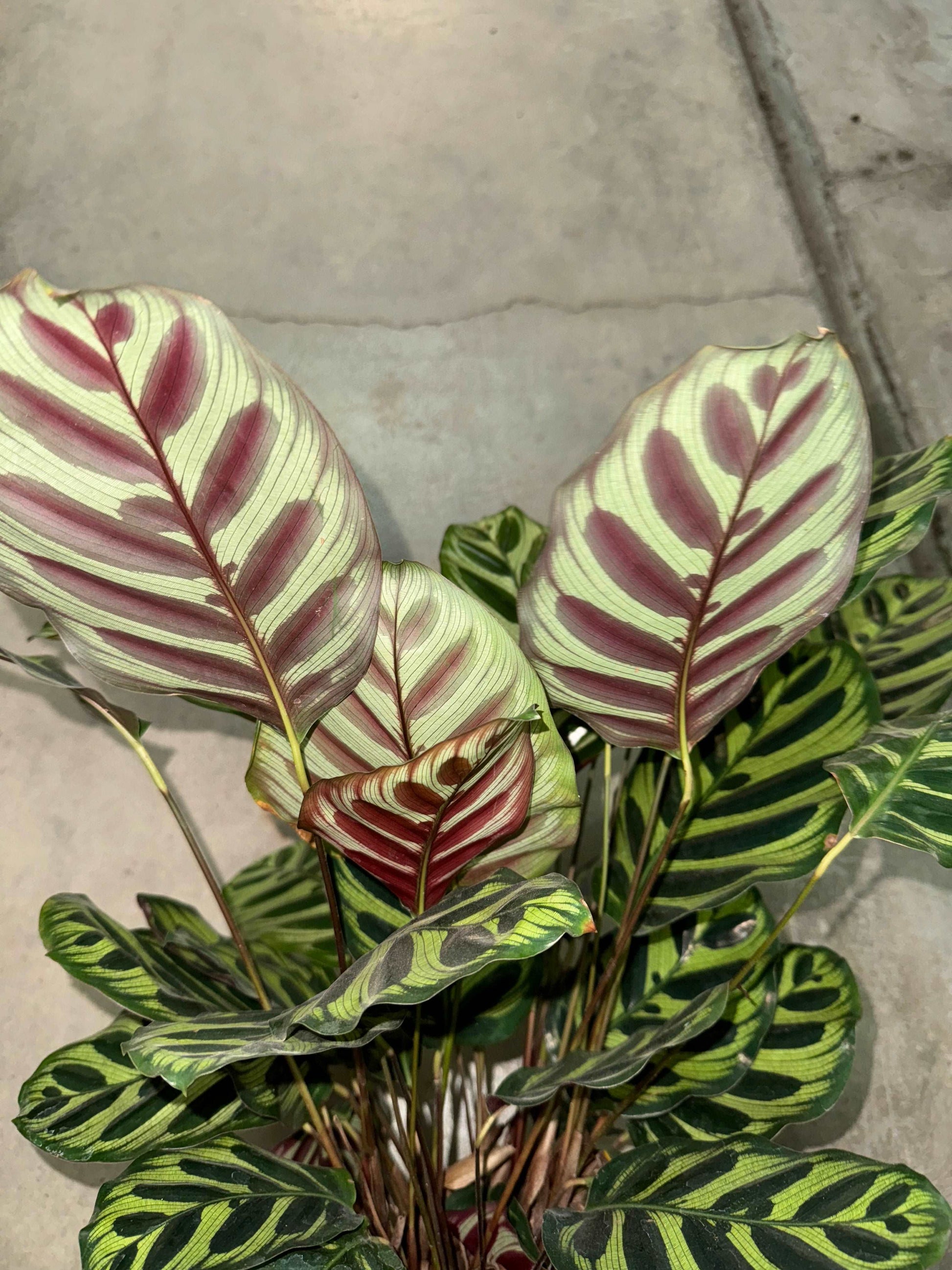 Calathea Makoyana