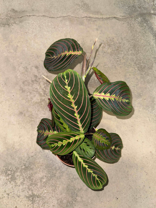 Maranta Leuconeura “Fascinator”