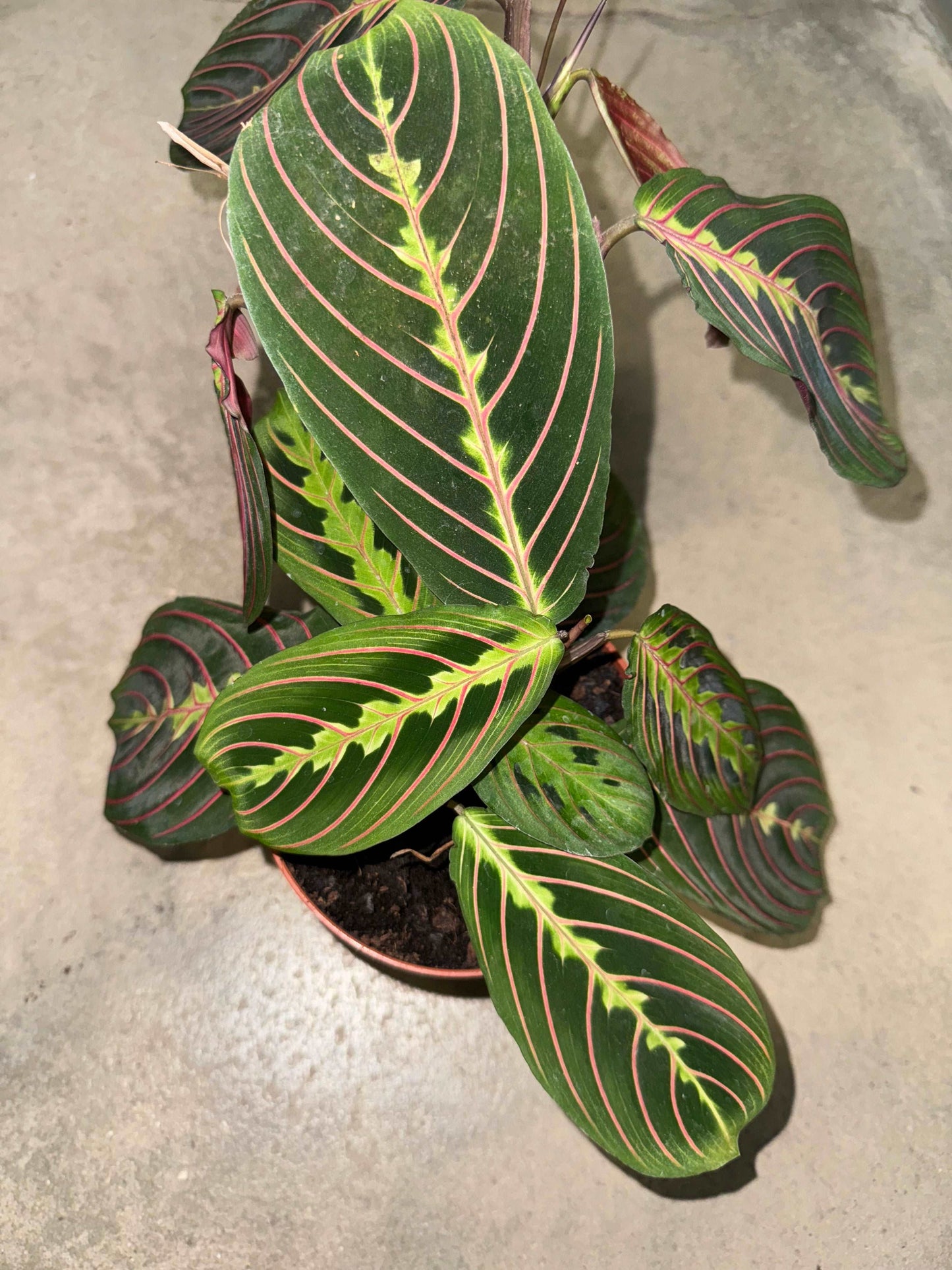 Maranta Leuconeura “Fascinator”