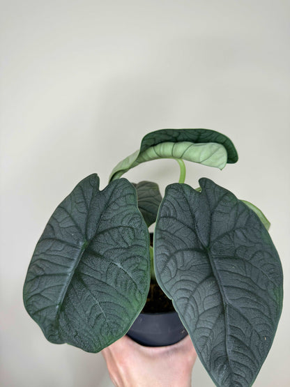 Alocasia Melo