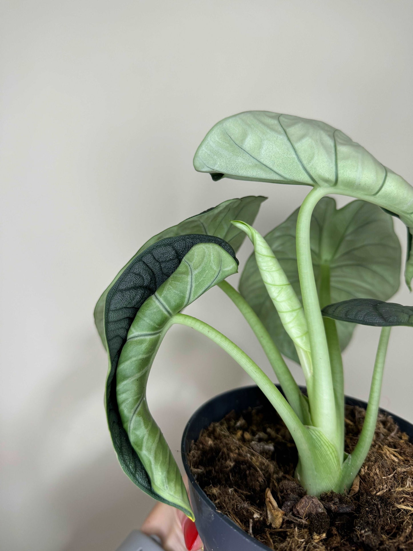 Alocasia Melo